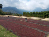 Quetzal - Medium Roast - Guatemala