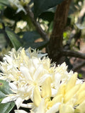 Duberli Jimenez - Peru