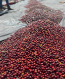 Eterna Primavera - Guatemala